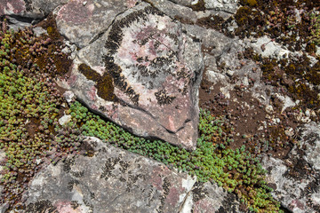 Old gray cracked moss stones texture