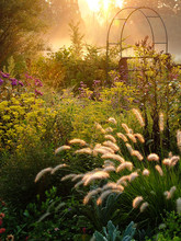 Large Country Garden With Flowers And Ornamental Grasses And An Arbor (arch) Backlit By Morning Sun, With The Fluffy Heads Of Fountain Grass (Pennisetum Alopecuroides) In The Foreground