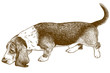 engraving illustration of basset hound