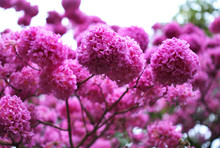 Close Up Of Beautiful Pink Trumpet Tree , Tabebuia Rosea  In Full Bloom