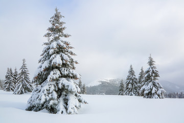 Majestic winter scenery. On the lawn covered with snow the nice trees are standing poured with snowflakes in frosty day. Touristic resort Carpathian, Ukraine, Europe.