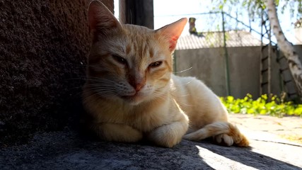 Wall Mural - Pale ginger cat rest on the stone floor near house in summer day, background rural house with chimney and tree