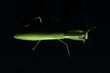 close from above view of green female mantis religiosa praying mantis on black background