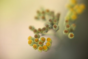 Wall Mural - yellow flowers on a white background