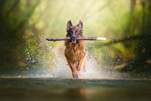 German Shepherd Dog With A Big Branch On Her Mouth Running On The Water Of A River