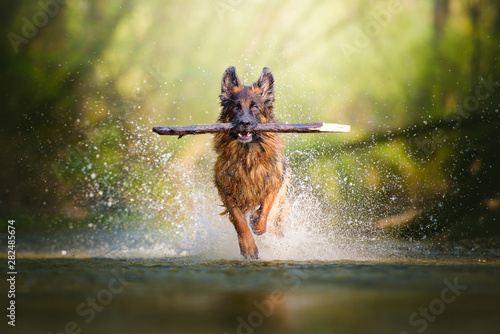 Fotografía German shepherd dog with a big branch on her mouth running on the water of a riv