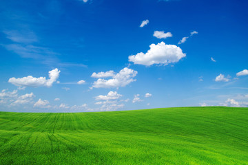 Wall Mural - green field and blue sky