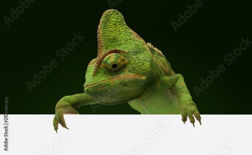 Chameleon behind blank wall Poster Mural XXL