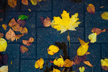 Maple Yellow Autumn Leaves In A Puddle On A Gloomy Rainy Day. Beautiful Nature Background Of Fall Season