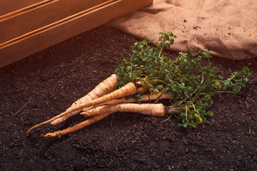 Wall Mural - Organic parsley growing concept with freshly harvested root