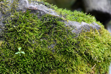 Wall Mural -  green moss covered rock