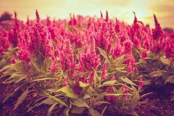 Wall Mural - Beautiful Red Celosia argentea flower in sunshune day.