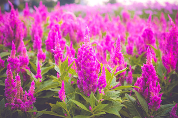 Wall Mural - Beautiful Pink Celosia argentea flower in sunshune day.