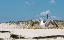 Seagull Standing On Sand With Wings Open And Dunes In The Background