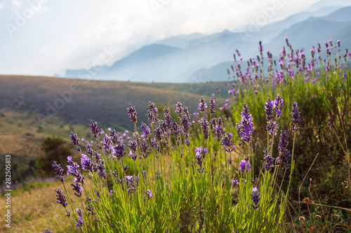 Fleurs De Lavande Sauvage Dans La Montagne Hautes Alpes