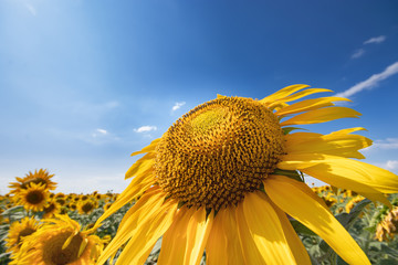 sunflower looking at the sky