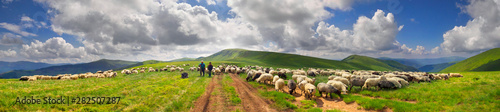 Fotografía A flock of sheep on a mountain