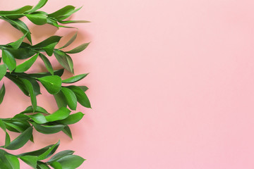 Green branches of ruscus on pink background. Flat lay, top view, copy space