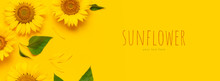 Beautiful Fresh Sunflowers On Bright Yellow Background. Flat Lay, Top View, Copy Space. Autumn Or Summer Concept, Harvest Time, Agriculture. Sunflower Natural Background. Flower Card
