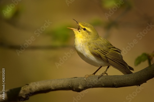 Fotomural Wood Warbler - Phylloscopus sibilatrix is perching on the branch