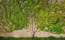 Wall With Overgrown Ivy
