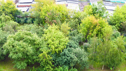 Poster - green trees in city garden in rainy day