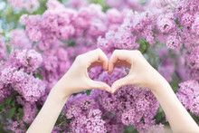 Hands Of A Young Woman In Heart Shape In Front Of A Lilac Shrub