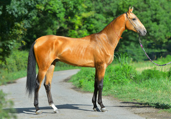 Bay Akhal Teke horse standing on the asphalt road near the grass field in summer.