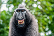 © Uryadnikov Sergey - Celebes crested macaque with open mouth. Close up portrait on the green natural background. Crested black macaque, Sulawesi crested macaque, or black ape. Natural habitat. Sulawesi Island. Indonesia