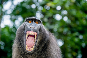 Wall Mural - celebes crested macaque with open mouth. close up portrait on the green natural background. crested 
