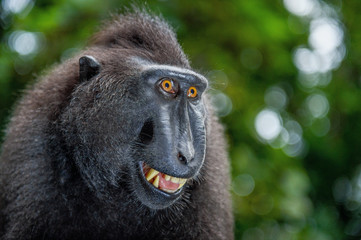 Wall Mural - celebes crested macaque with open mouth. close up portrait on the green natural background. crested 