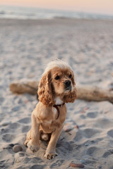 Wall Mural - golden american cocker spaniel with a happy expression sits on the beach