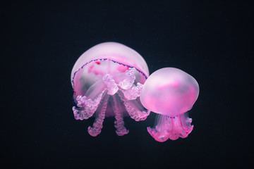 two purple jellyfish rhizostoma pulmo underwater