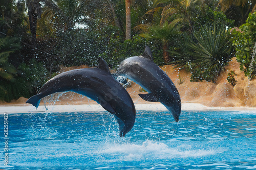 Fototapety delfiny  dwa-skaczace-delfiny-w-niebieskiej-wodzie