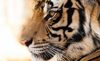 portrait of a tiger