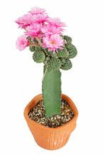Bloom Pink Flowers Of Lobivia Cactus In Clay Pot With Isolated On White Background