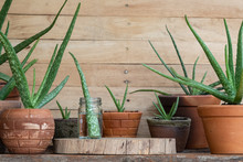 Aloe Vera Pot Plants On Wooden Table, Natural Skin Therapy Concept
