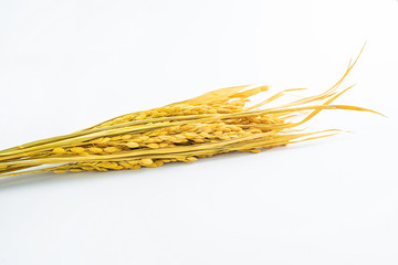 a golden rice paddy ear on a white background