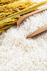 Golden rice ear and white round grain northeast rice