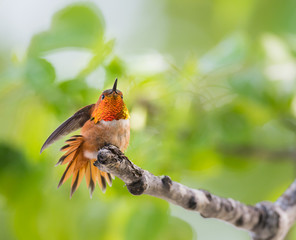 Rufous hummingbird