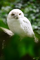 Canvas Print - Snow white owl in aviary.