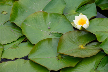 Wall Mural - White water lily flower and green leaves.