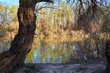 © watcherfox - Riverbank Trees on the banks of the Danube river in the early spring. Danube natural river landscape. Spring on Danube river.