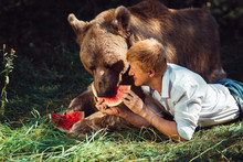 A Red-haired Man In A White Shirt Lies Next To A Brown Bear In Forest And Treats Him With A Slice Of Juicy Watermelon. Animals, People, Friendship, Outdoors And Animal Care Concept.