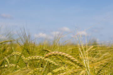 Spikes of ripening rye on an agricultural field.