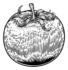 Sticker - A tomato food graphic. Original illustration in a vintage engraving woodcut etching style.