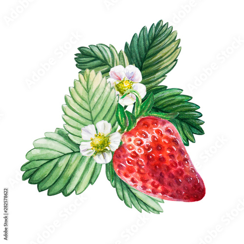Watercolor red juicy strawberry with leaves. Food background, painted bright ...
