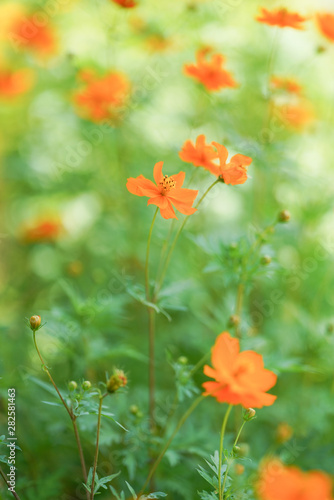 オレンジ色のコスモス Buy This Stock Photo And Explore Similar Images At Adobe Stock Adobe Stock オレンジ色のコスモス Buy This Stock Photo And Explore Similar Images At Adobe Stock Adobe Stock