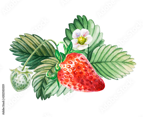 Watercolor red juicy strawberry with leaves. Food background, painted bright ...