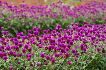  Globe amaranth on the hill side